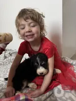 Lane - standard F1b, a male Aussiedoodle for sale in Columbia City, IN – Photo 3 of 9