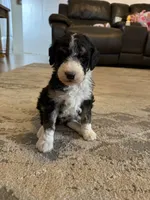 Lane - standard F1b, a male Aussiedoodle for sale in Columbia City, IN – Photo 6 of 9