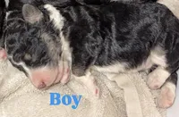 Lane - standard F1b, a male Aussiedoodle for sale in Columbia City, IN – Photo 9 of 9