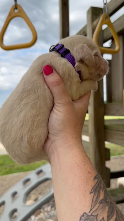 Marigold - F1b, a female Goldendoodle for sale in Columbia City, IN – 4 of 4