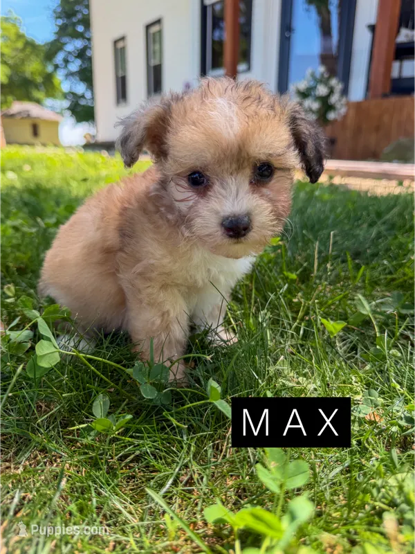 Max – Chinese Crested, Poodle - Toy  puppy for sale in Columbia City, IN