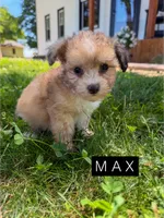 Max, a male Chinese Crested and Poodle - Toy  for sale in Columbia City, IN – 1 of 4