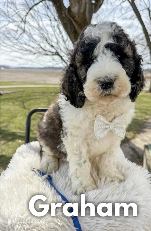 Graham - Standard F1b – Saint Berdoodle puppy for sale in Columbia City, IN