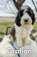 Graham - Standard F1b, a male Saint Berdoodle for sale in Columbia City, IN – Photo 1 of 7