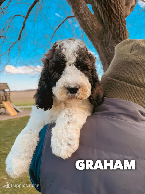 Graham - Standard F1b – Saint Berdoodle puppy for sale in Columbia City, IN