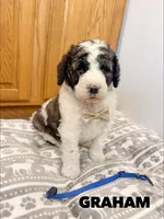 Graham - Standard F1b, a male Saint Berdoodle for sale in Columbia City, IN – Photo 2 of 7