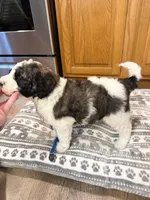 Graham - Standard F1b, a male Saint Berdoodle for sale in Columbia City, IN – Photo 5 of 7