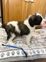 Graham - Standard F1b, a male Saint Berdoodle for sale in Columbia City, IN – Photo 4 of 7