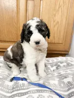 Graham - Standard F1b, a male Saint Berdoodle for sale in Columbia City, IN – Photo 3 of 7
