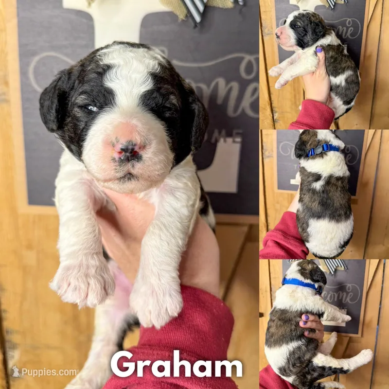 Graham - Standard F1b, a male Saint Berdoodle for sale in Columbia City, IN – Photo 1 of 2