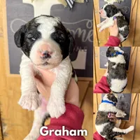 Graham - Standard F1b, a male Saint Berdoodle for sale in Columbia City, IN – Photo 6 of 7