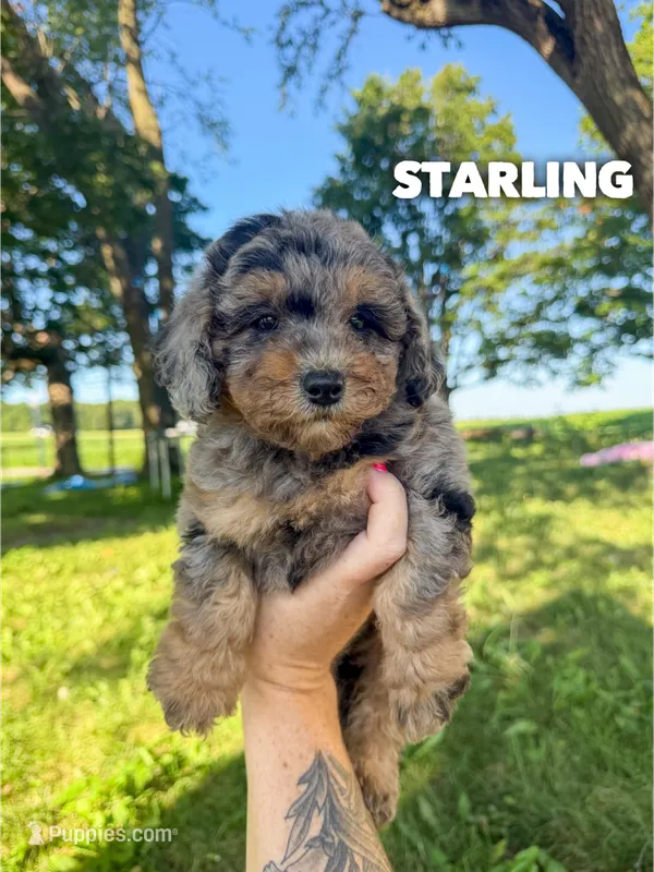 Starling - Micro Mini F1b – Miniature Aussiedoodle puppy for sale in Columbia City, IN