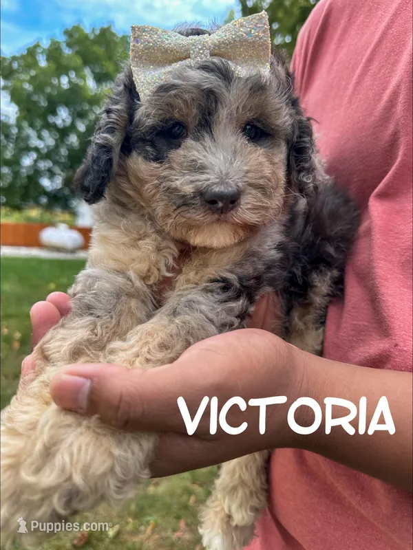 Victoria - MICRO F1bb