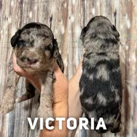 Victoria - MICRO F1bb, a female Miniature Goldendoodle for sale in Columbia City, IN – Photo 3 of 4