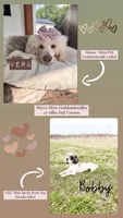 Victoria - MICRO F1bb, a female Miniature Goldendoodle for sale in Columbia City, IN – Photo 4 of 4