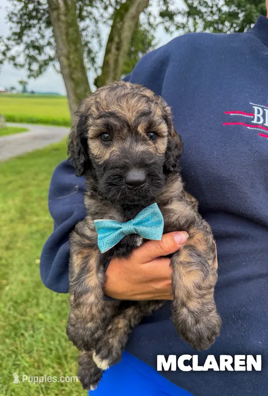McLaren - Standard F1b – Goldendoodle puppy for sale in Columbia City, IN