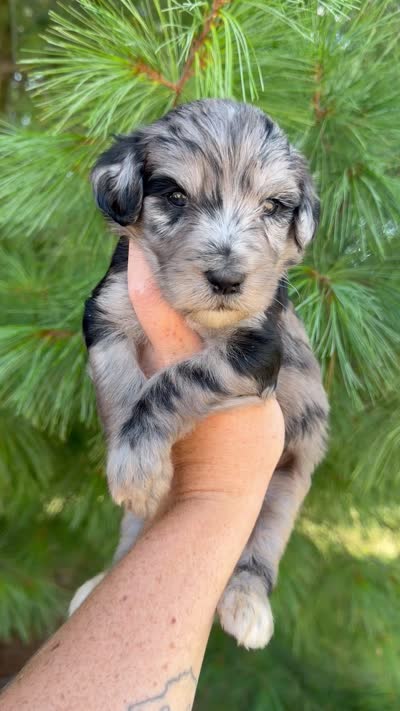 Magic - Standard F1b, a male Goldendoodle for sale in Columbia City, IN – 3 of 3