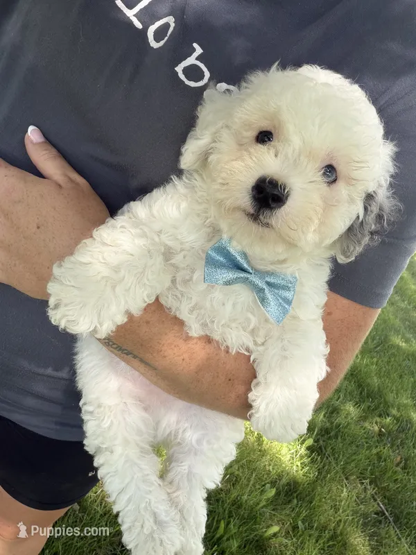 Calvin - F1b – Cavapoo puppy for sale in Columbia City, IN