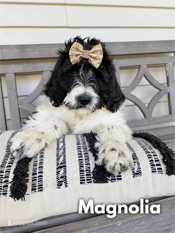 Magnolia - Standard F1b – Goldendoodle puppy for sale in Columbia City, IN
