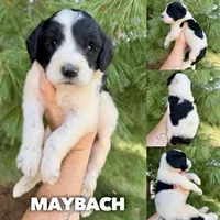 Maybach - Standard F1b, a male Goldendoodle for sale in Columbia City, IN – 1 of 3