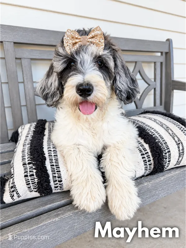 Mayhem - Standard F1b – Goldendoodle puppy for sale in Columbia City, IN