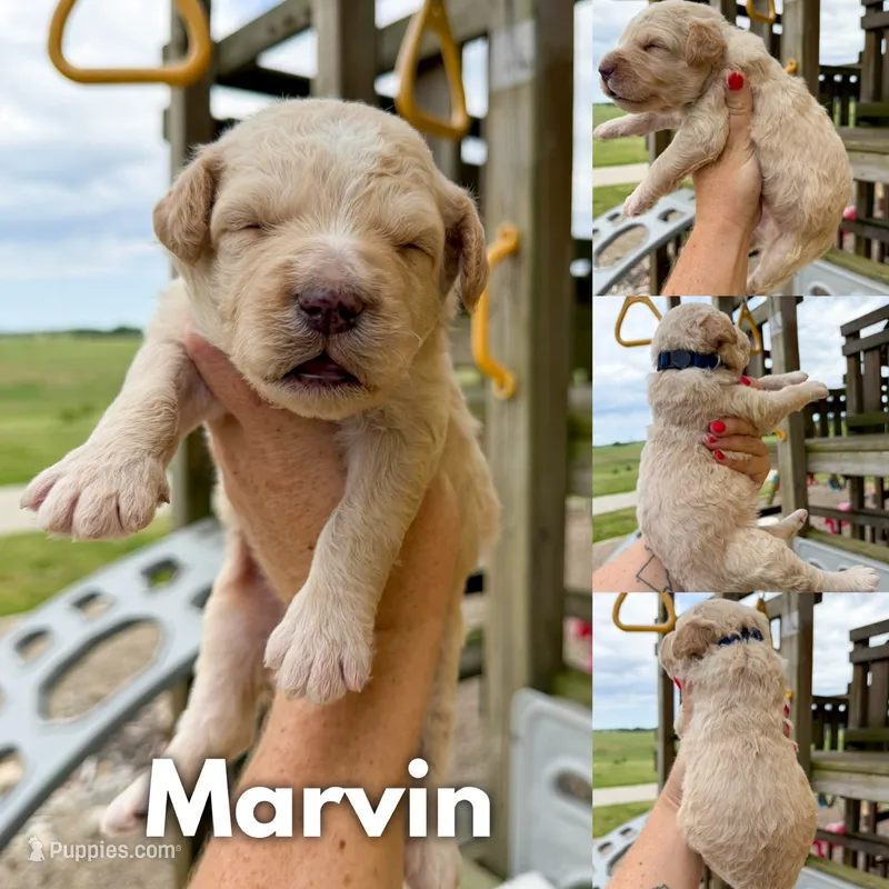 Marvin - F1b – Goldendoodle puppy for sale in Columbia City, IN