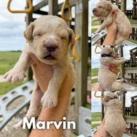 Marvin - F1b, a male Goldendoodle for sale in Columbia City, IN – 1 of 4
