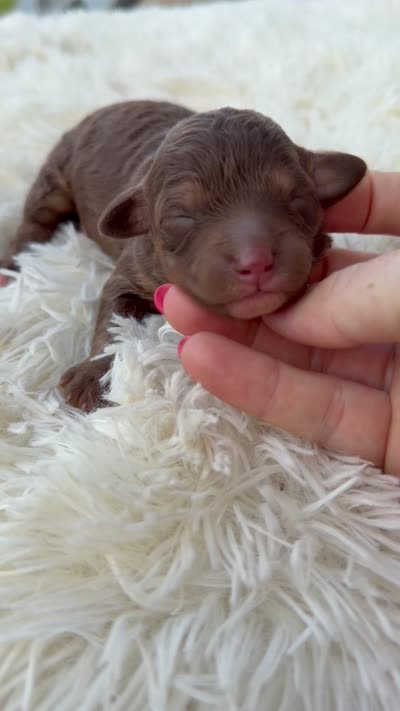 Saffron - Micro Mini F1b, a female Miniature Aussiedoodle for sale in Columbia City, IN – 3 of 4