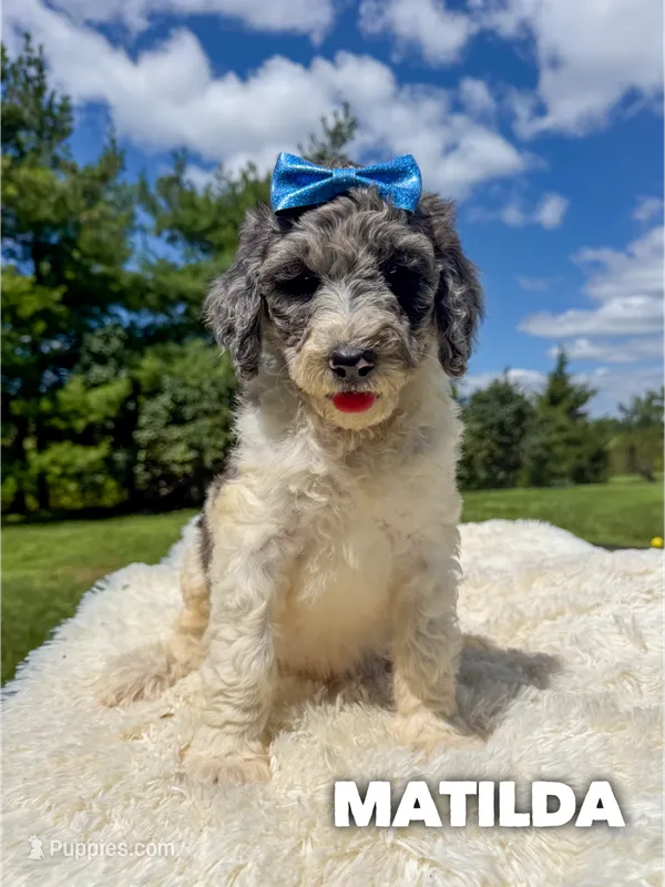 Matilda - Standard F1b – Goldendoodle puppy for sale in Columbia City, IN