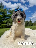 Matilda - Standard F1b, a female Goldendoodle for sale in Columbia City, IN – 2 of 7
