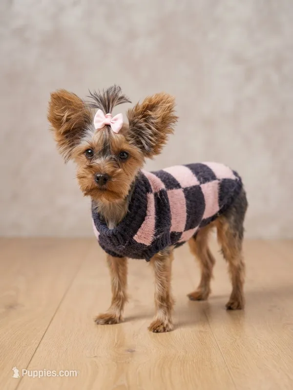AKC Teacup Junie  – Yorkshire Terrier puppy for sale in Columbia City, IN