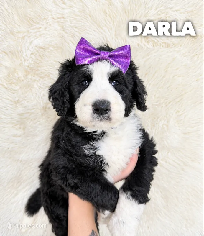 Darla - standard f1b – Aussiedoodle puppy for sale in Columbia City, IN