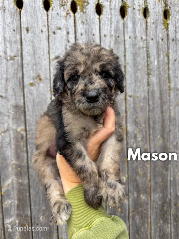 Mason - Standard F1b – Goldendoodle puppy for sale in Columbia City, IN