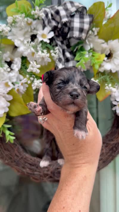 Malachi, a male Chinese Crested and Poodle - Toy  for sale in Columbia City, IN – 3 of 3