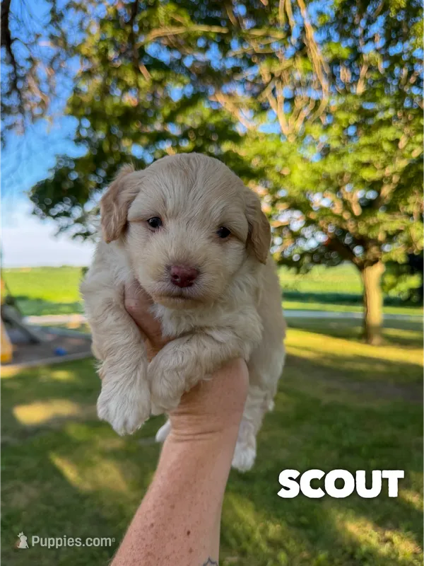 Scout - Micro Mini F1b – Miniature Aussiedoodle puppy for sale in Columbia City, IN