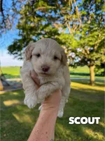 Scout - Micro Mini F1b, a male Miniature Aussiedoodle for sale in Columbia City, IN – 1 of 8