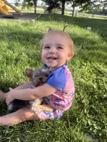 AKC Teacup Junie , a female Yorkshire Terrier for sale in Columbia City, IN – 1 of 4