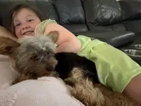 AKC Teacup Junie , a female Yorkshire Terrier for sale in Columbia City, IN – 5 of 6