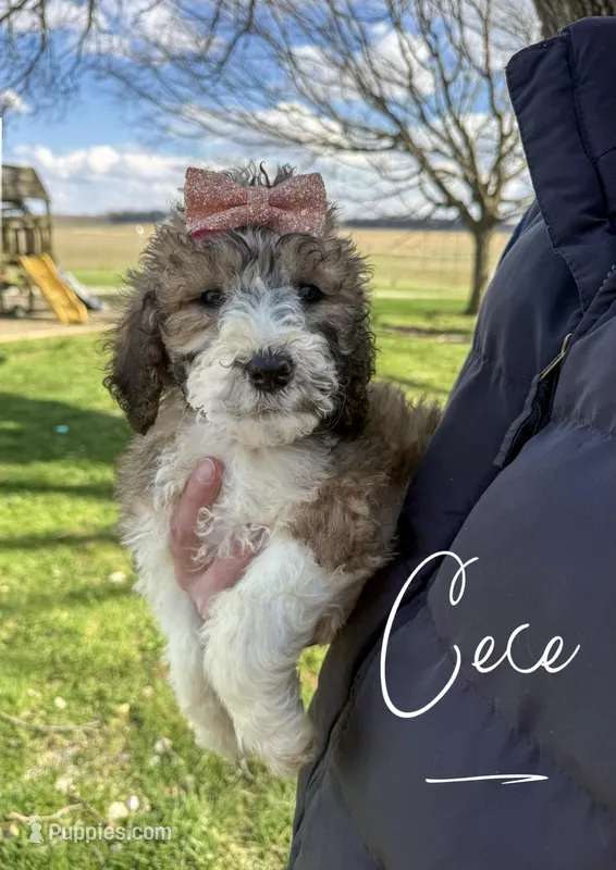 Cece - Standard F1b – Saint Berdoodle puppy for sale in Columbia City, IN