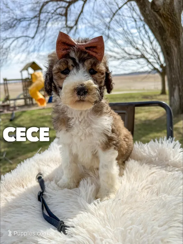 Cece - Standard F1b – Saint Berdoodle puppy for sale in Columbia City, IN