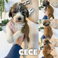 Cece - Standard F1b, a female Saint Berdoodle for sale in Columbia City, IN – Photo 1 of 2