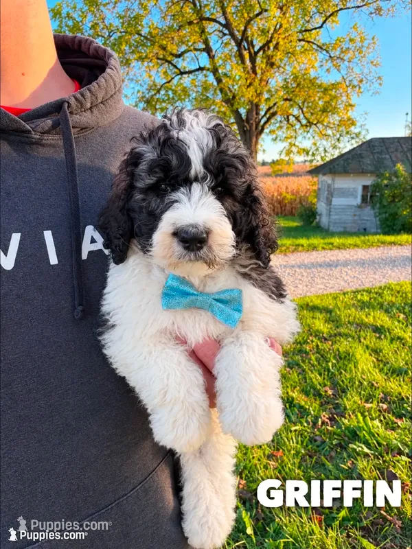 Griffin - standard f1b – Saint Berdoodle puppy for sale in Columbia City, IN