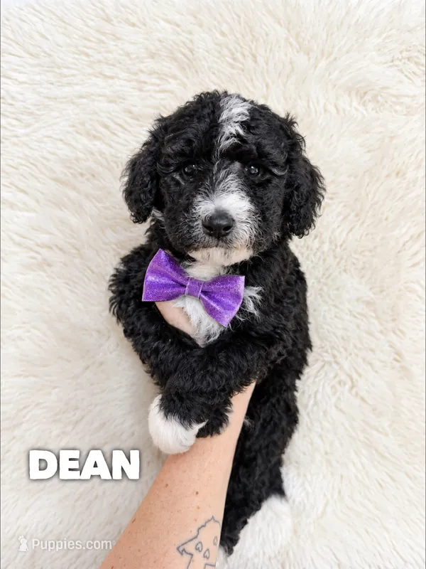 Dean - standard f1b – Aussiedoodle puppy for sale in Columbia City, IN