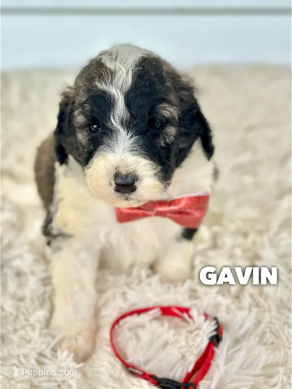 Gavin - standard f1b – Saint Berdoodle puppy for sale in Columbia City, IN