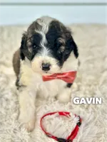Gavin - standard f1b, a male Saint Berdoodle for sale in Columbia City, IN – 1 of 2