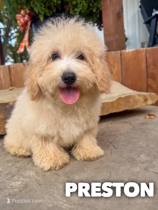 Preston - Micro Mini F1b – Miniature Goldendoodle puppy for sale in Columbia City, IN