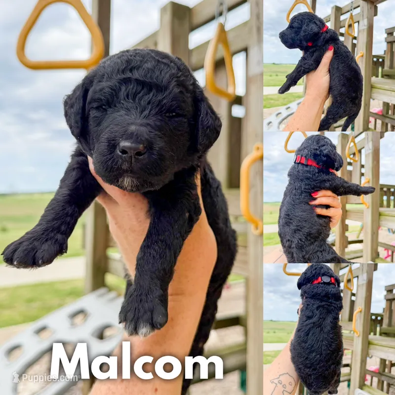 Malcom - F1b – Goldendoodle puppy for sale in Columbia City, IN