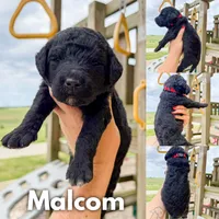 Malcom - F1b, a male Goldendoodle for sale in Columbia City, IN – 1 of 4