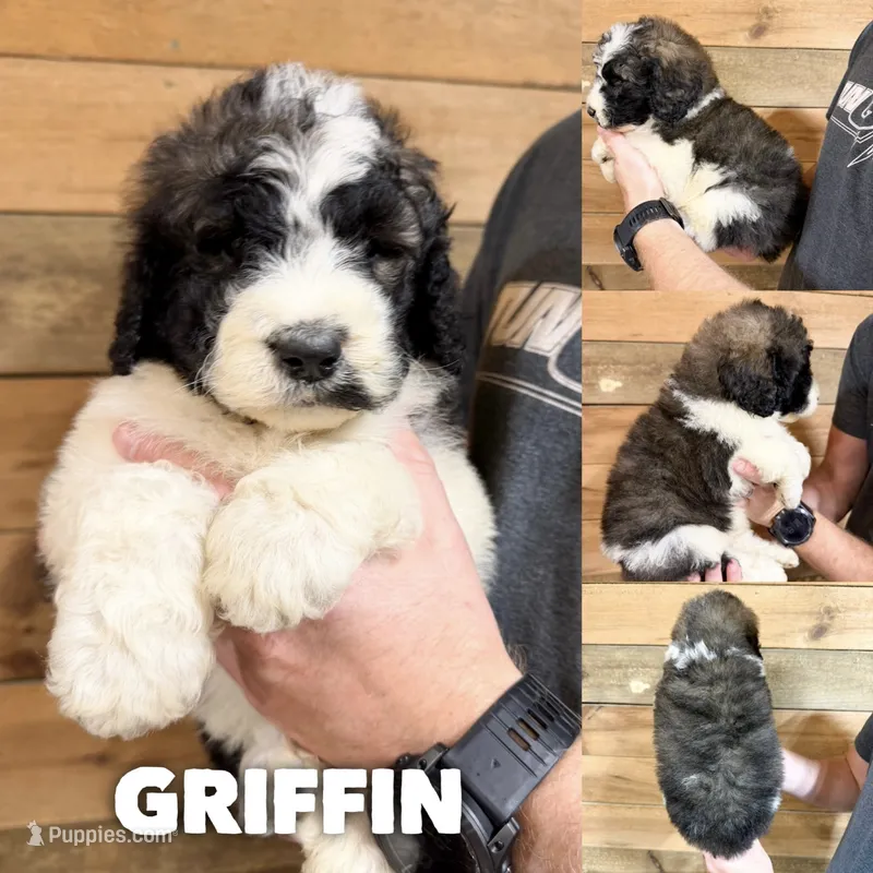 Griffin - standard f1b – Saint Berdoodle puppy for sale in Columbia City, IN