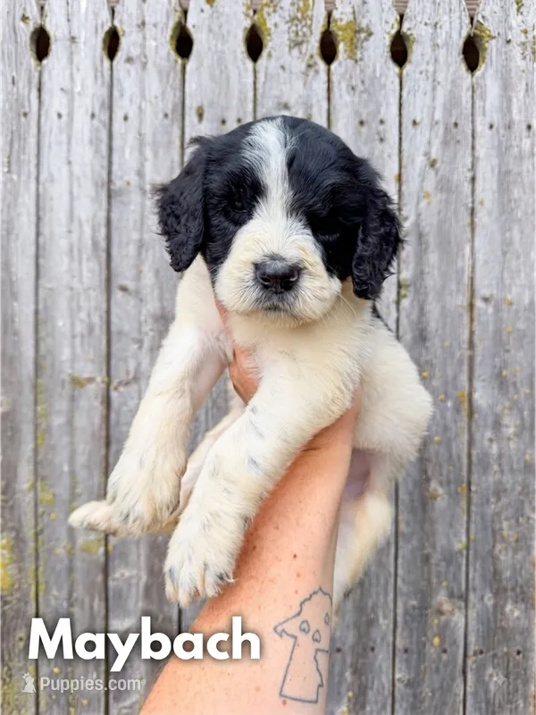 Maybach - Standard F1b – Goldendoodle puppy for sale in Columbia City, IN